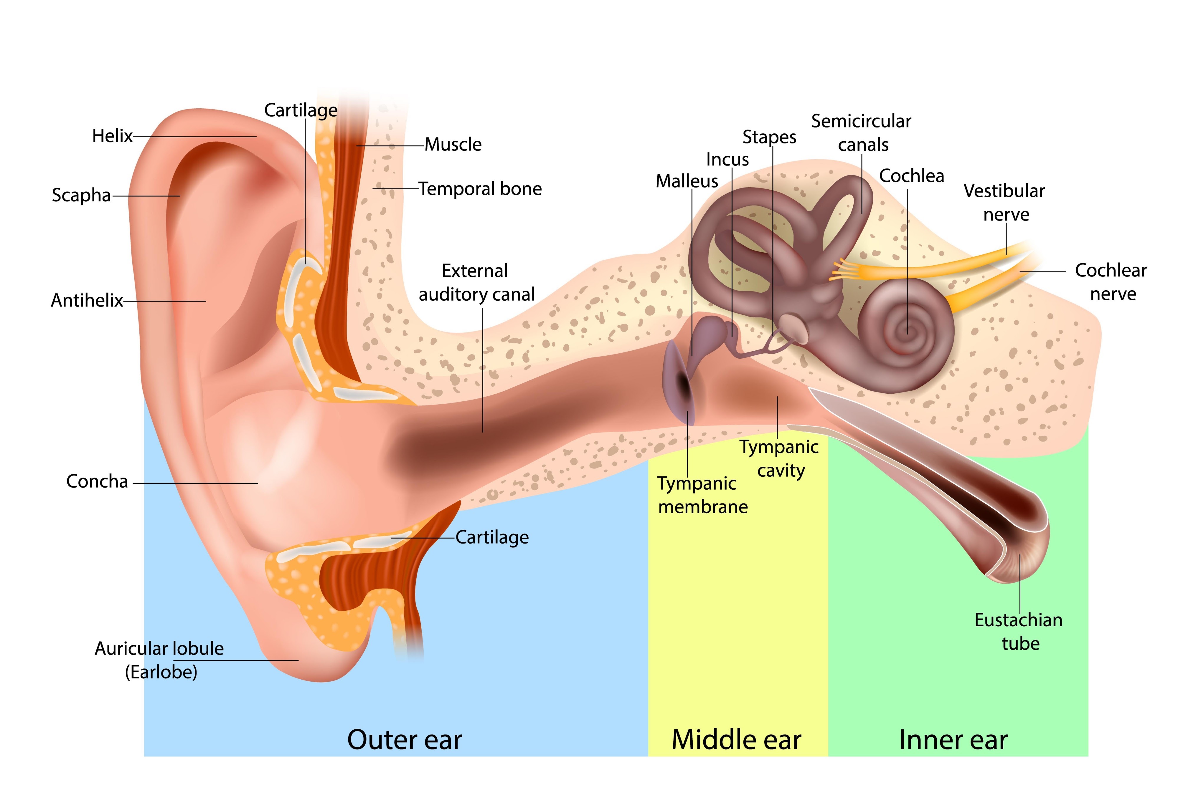 Ear Anatomy