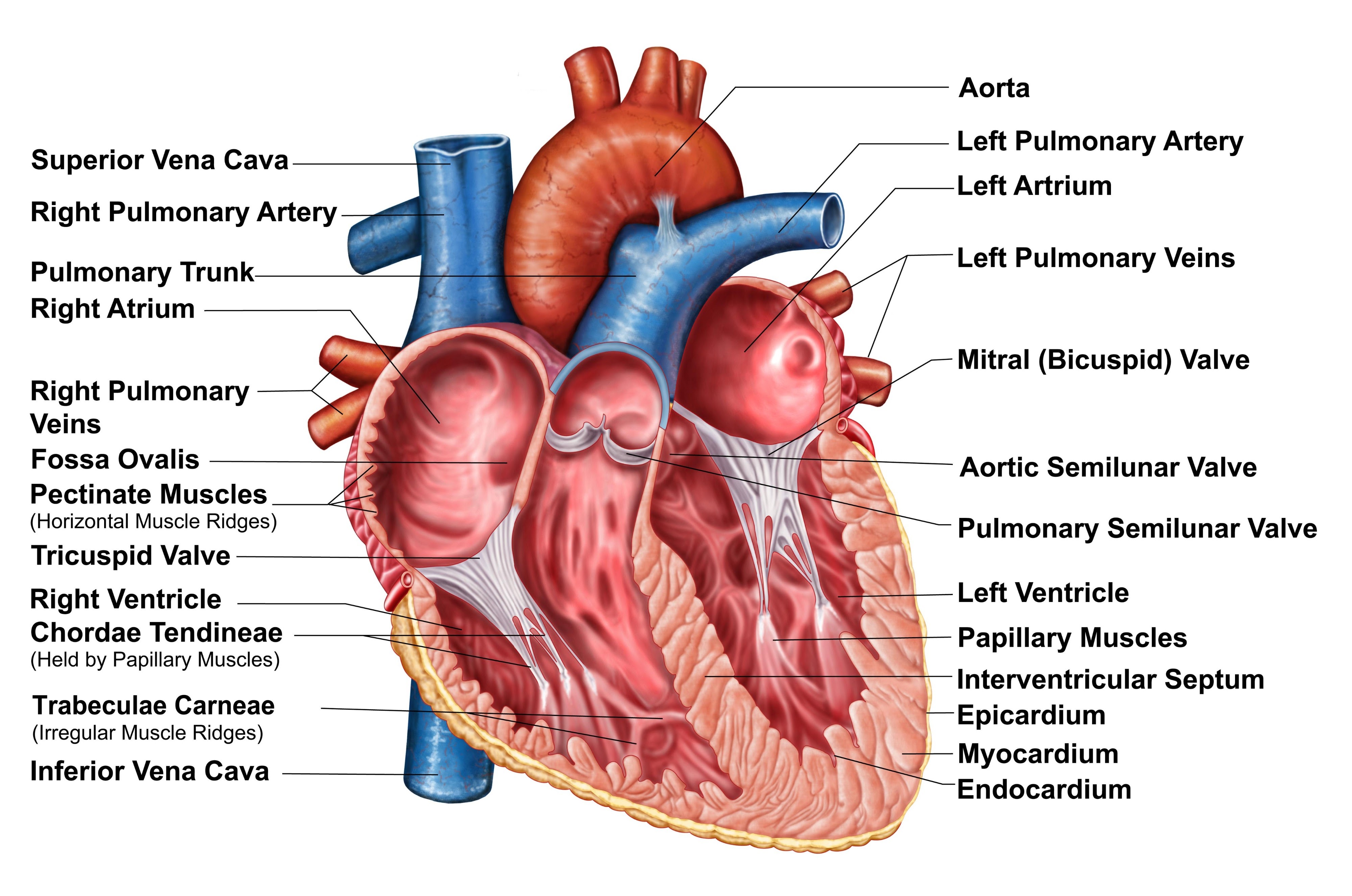 Heart Anatomy